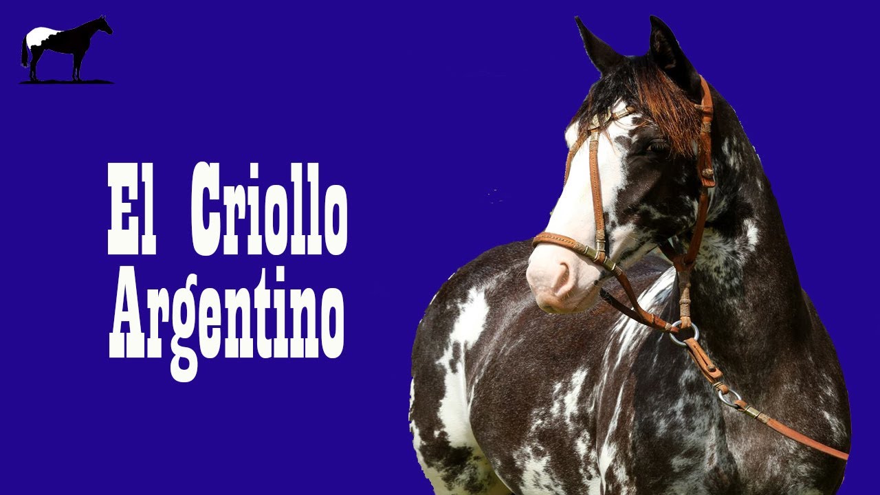 El Caballo Criollo Mas Popular 🐴-Del Cerro Soy