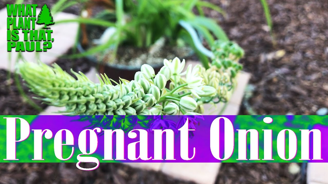 Albuca bracteata (Pregnant Onion) - bulbous flowering plant in the family Asparagaceae
