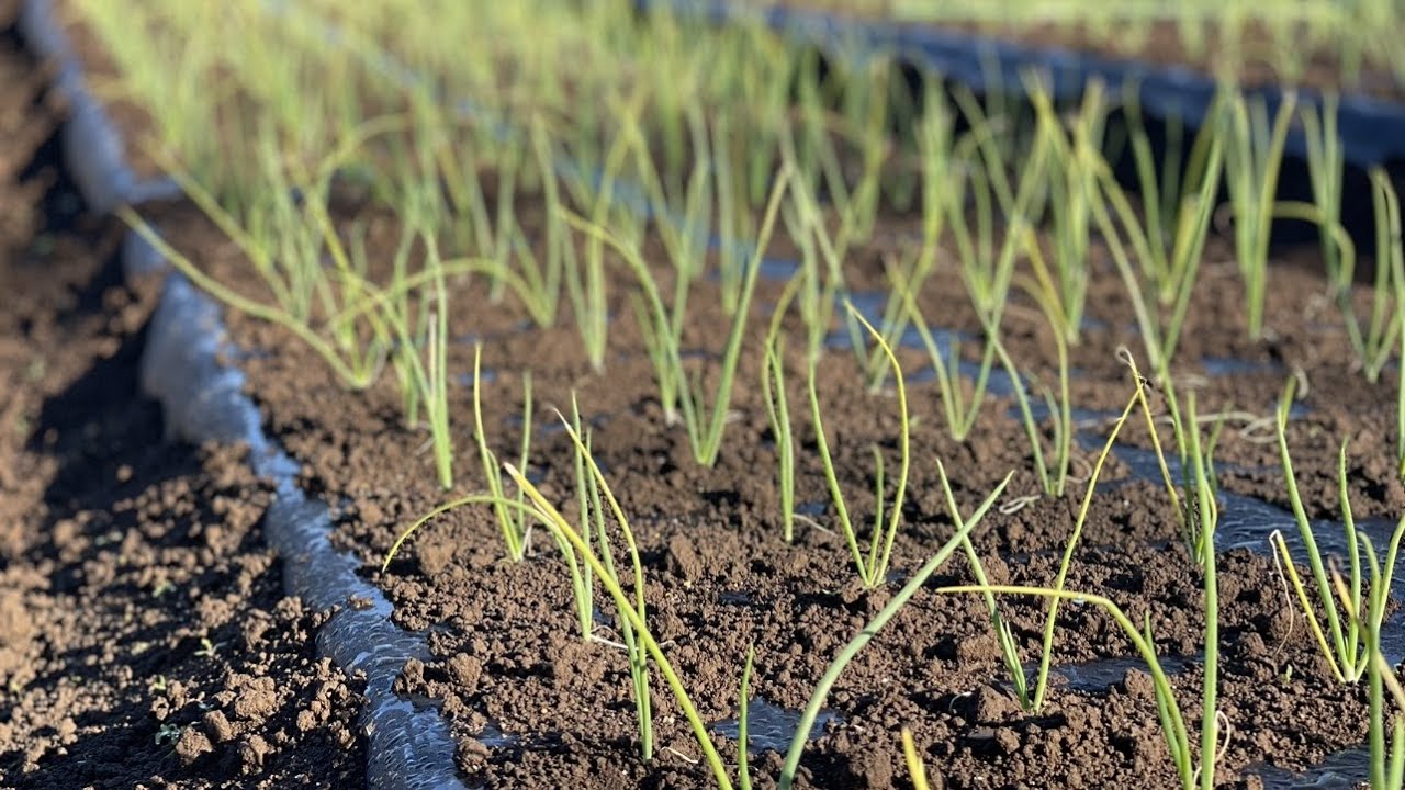玉ねぎ苗が枯れる　植えた苗が上に伸びない原因　22/11/24