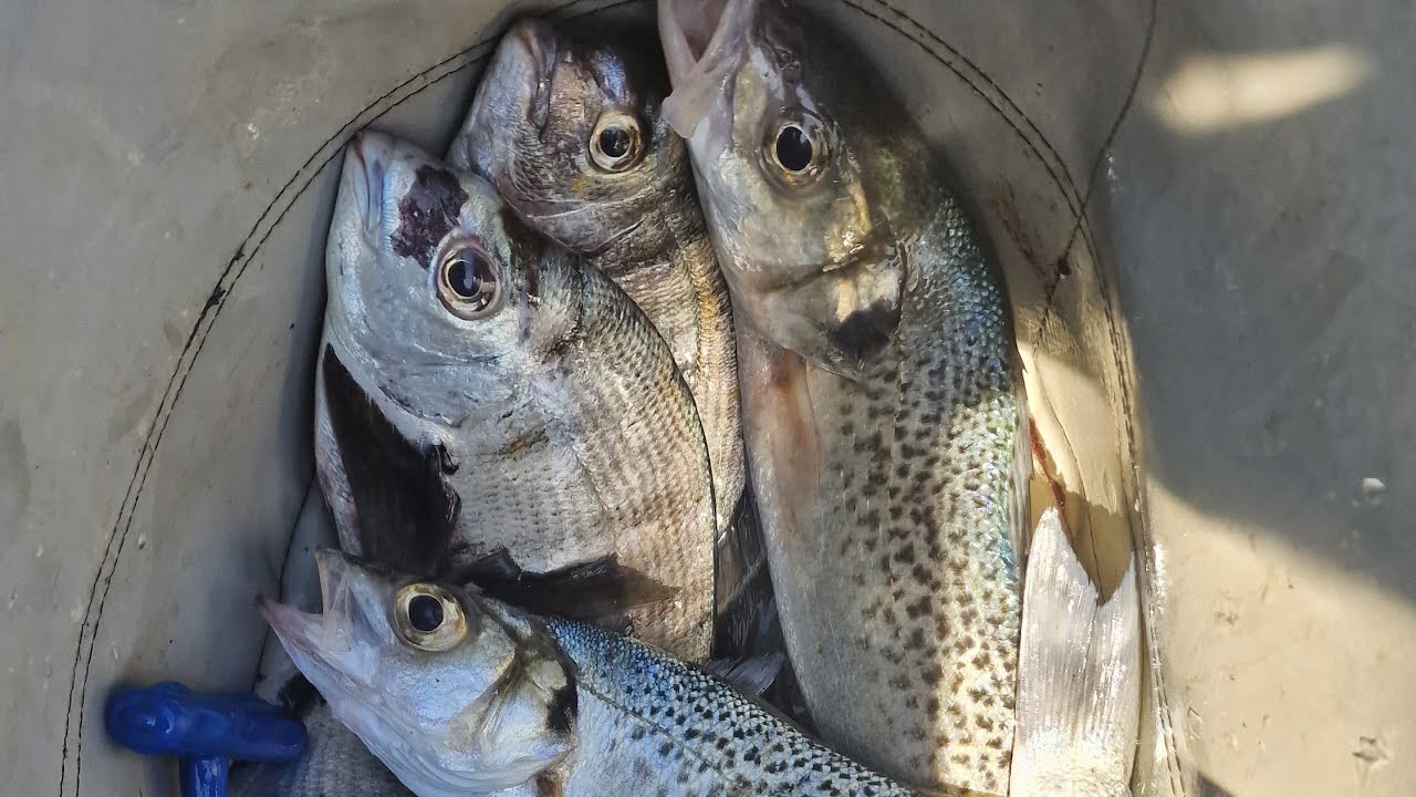 The first, jornada de pesca nos Oitavos | 05/04/23