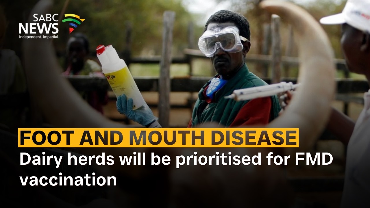 Dairy herds will be prioritised for FMD vaccination