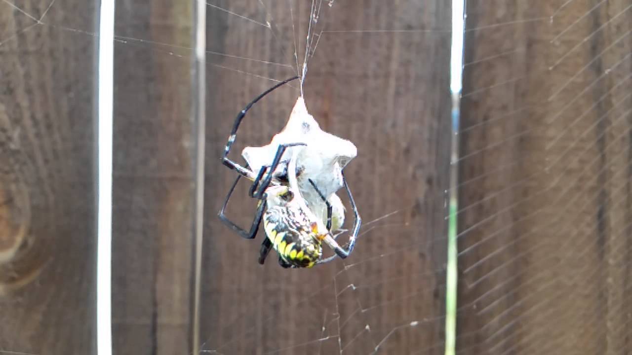 Garden spider wraps a large grasshopper
