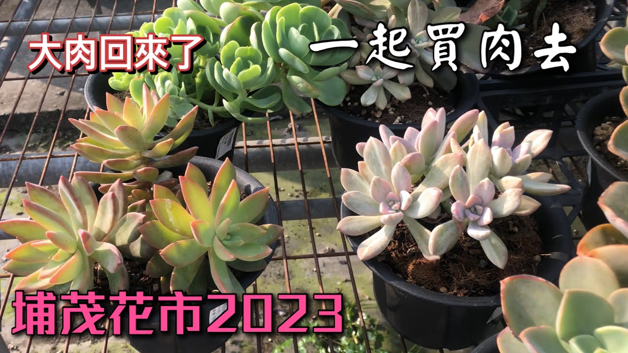 【威霖TV】一起買肉去/埔茂花市