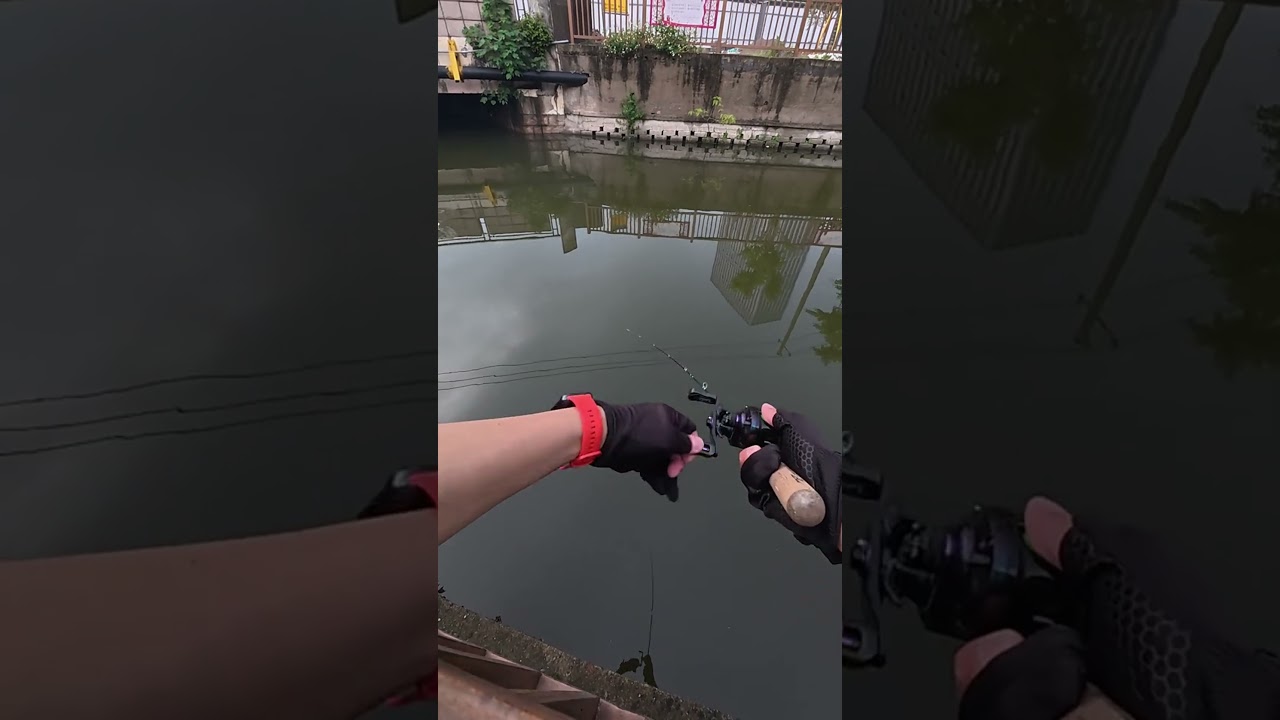 Lure fishing in city waterways🎣🐟