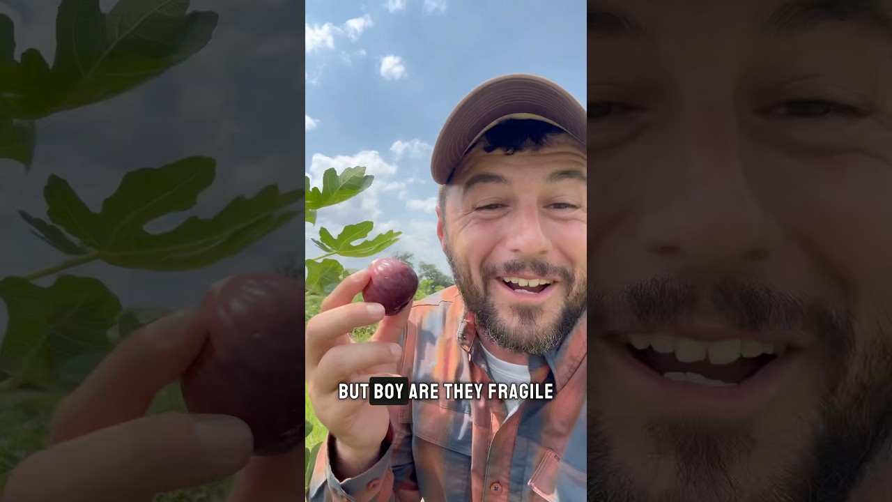 Fig harvest #figs #figtree #orchard #urbanagriculture