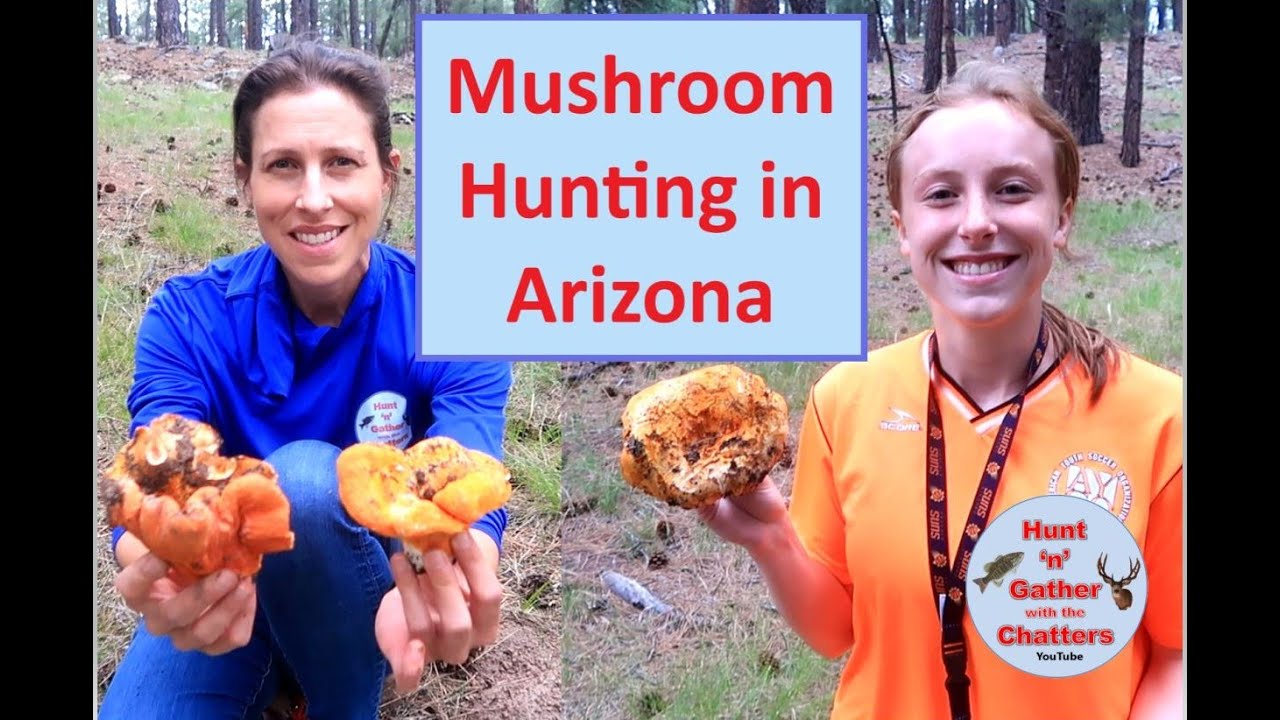 MUSHROOM HUNTING in ARIZONA - Best Places to Find Lobster Mushrooms - Identification and Cooking!