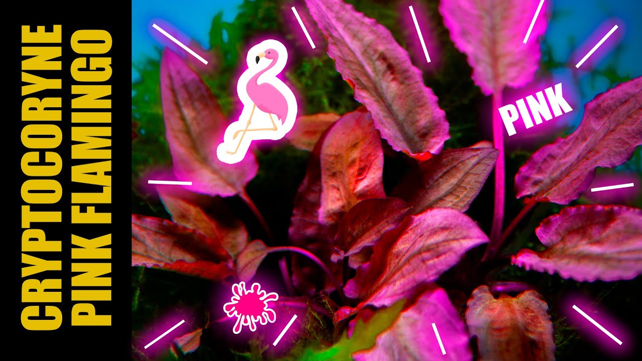 A PINK AQUARIUM PLANT | CRYPTOCORYNE FLAMINGO |  ENGLISH VERSION | AQUA WAI