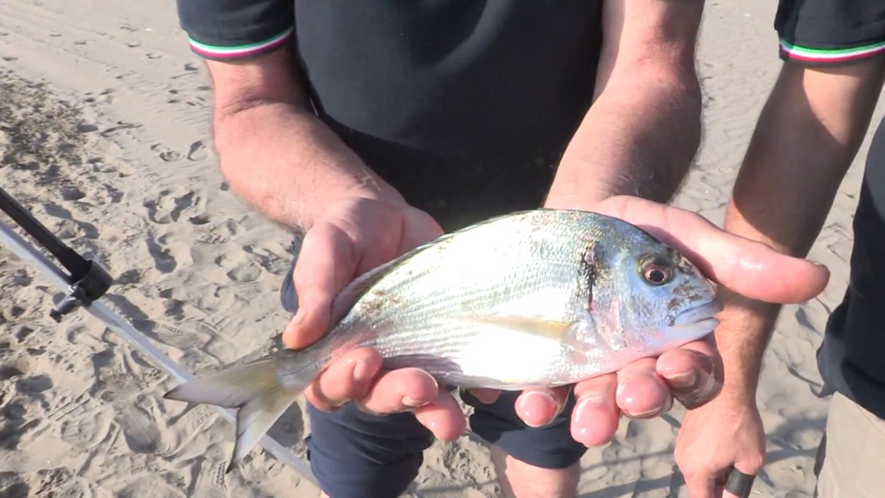 Surfcasting estivo (Italcanna)