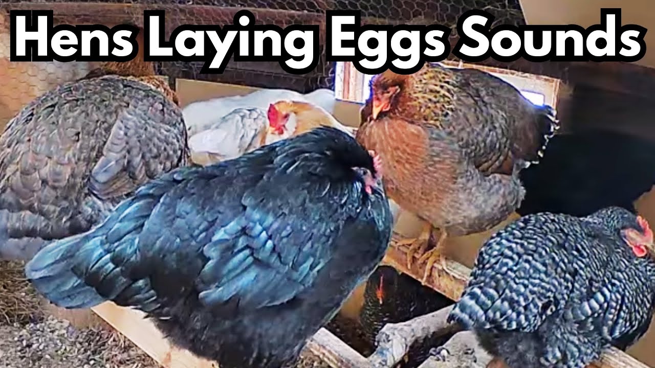 Hens Laying Egg Sounds - Chickens Clucking - Winter Chicken Coop Cam #chickencoop #chickens