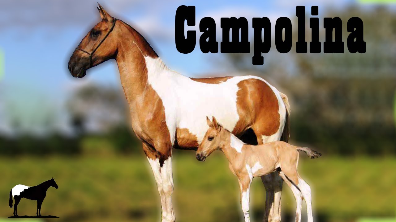 Descendiente Directo Del Caballo Bereber (El Campolina) 🐴-Del Cerro Soy
