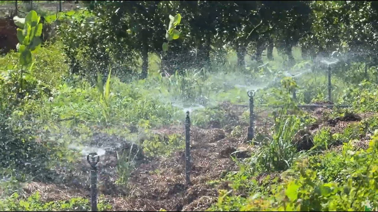 Tưới Vườn Hữu Cơ Bằng Béc Phun | Organic Garden Irrigation with Sprinklers