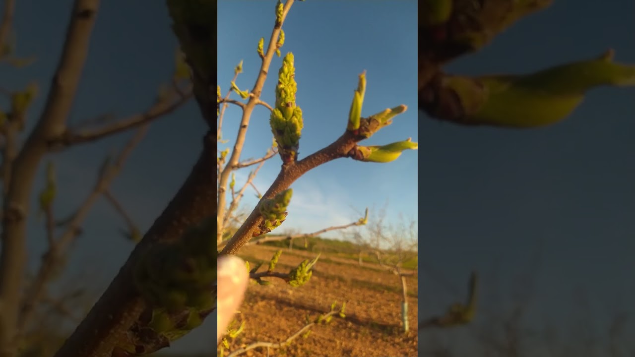 diferentes tipos de polinizadores del pistacho 🌳🌳