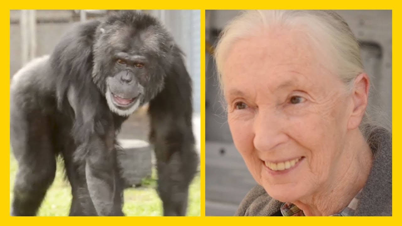 Rescued Chimpanzee Joe Meets Jane Goodall