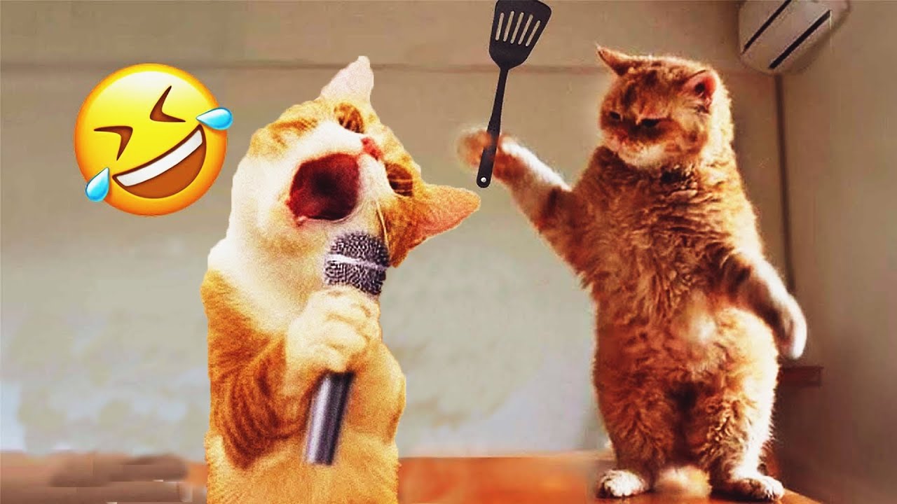 𝐘𝐨𝐮 𝐋𝐚𝐮𝐠𝐡 𝐘𝐨𝐮 𝐋𝐨𝐬𝐞 😂🙀😹𝐅𝐮𝐧𝐧𝐢𝐞𝐬𝐭 𝐃𝐨𝐠𝐬 𝐚𝐧𝐝 𝐂𝐚𝐭𝐬 𝟐𝟎𝟐𝟓😊
