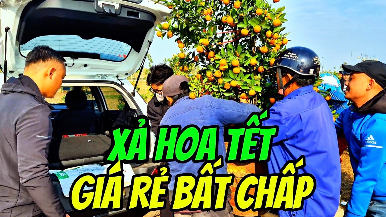 XẢ HOA TẾT, ĐÀO QUẤT TẾT BÁN LỖ NẶNG NGƯỜI DÂN CHEN CHÚC MUA TRƯỚC GIỜ CHUẨN BỊ ĐÓN GIAO THỪA