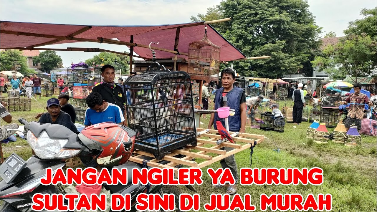 JANGAN NGILER YA BURUNG SULTAN DI SINI DI JUAL MURAH