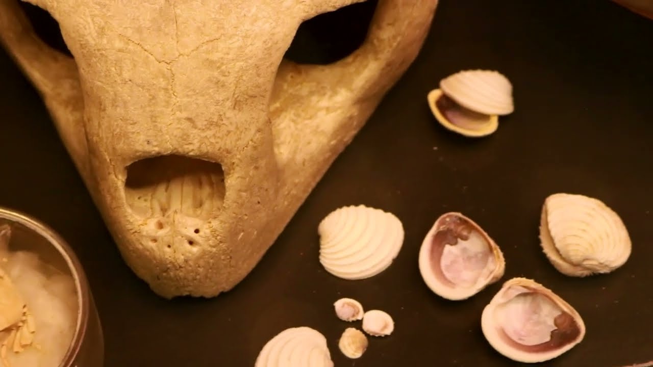 Beaty Nocturnal @ Beaty Biodiversity Museum Tour
