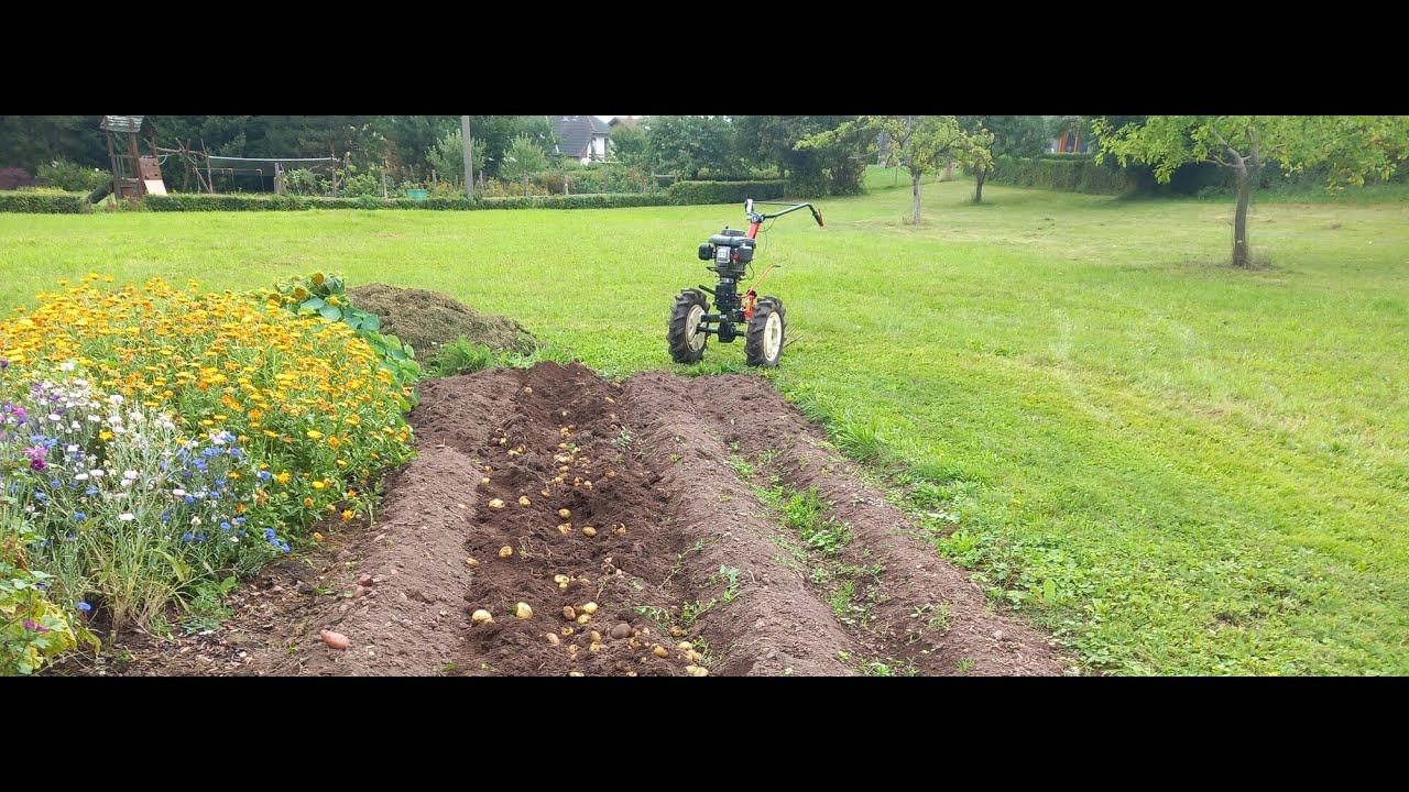 N&aacute;vrat k tradici pěstov&aacute;n&iacute; brambor: jak to dopadlo?