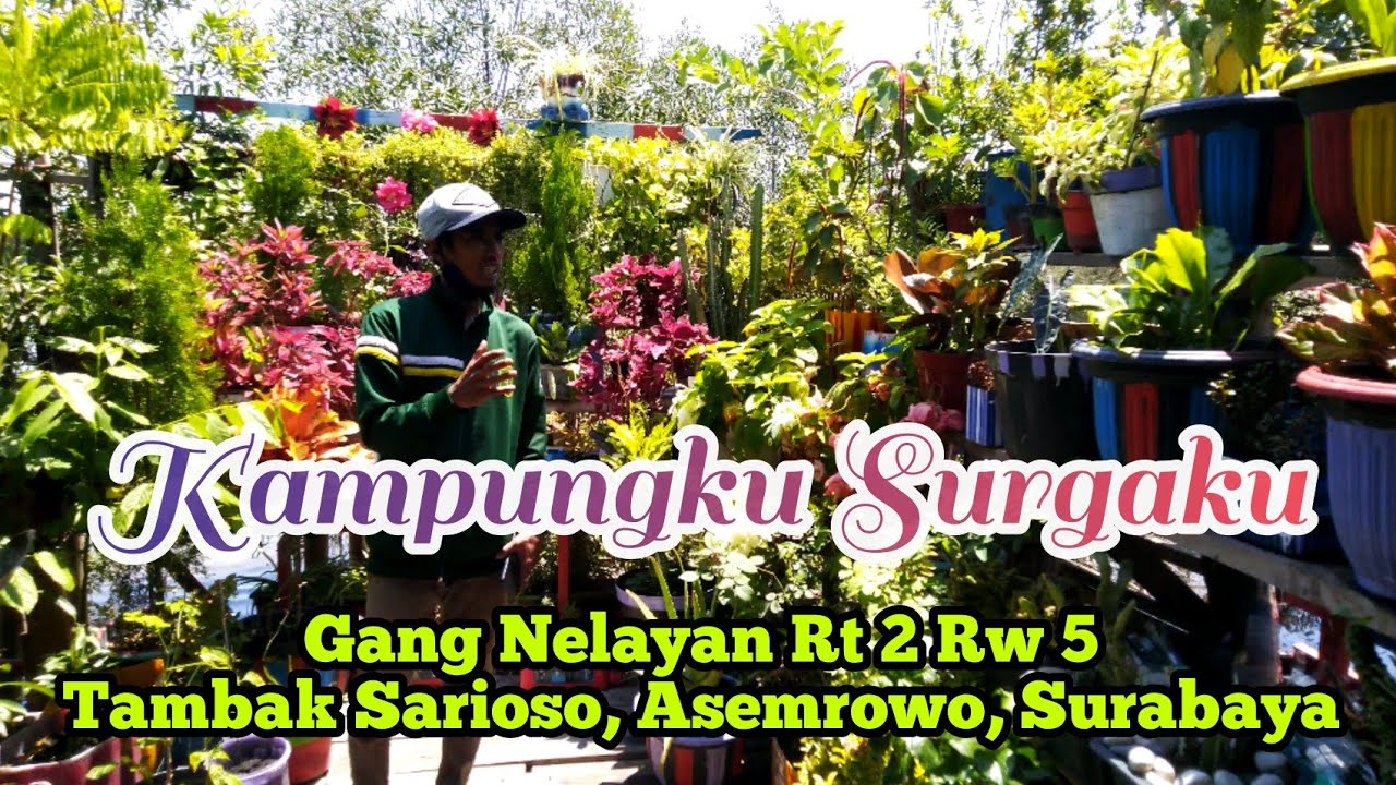 kampung hijau asri, inovasi & tangguh | Gang Nelayan RT 2 RW 5 Tambak Sarioso Asemrowo Surabaya