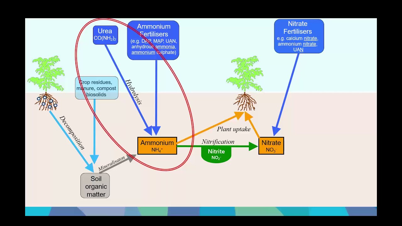 Broadcast Urea: how much N is really lost by volatilisation?