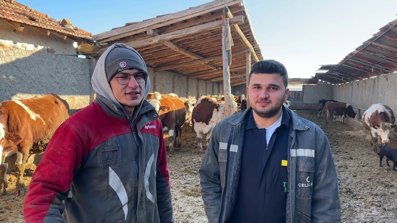ÇELİK ÇİFTLİĞİNDE GÜNLÜK İŞLER / ÇELİK ÇİFTLİĞİ ZİYARETİ