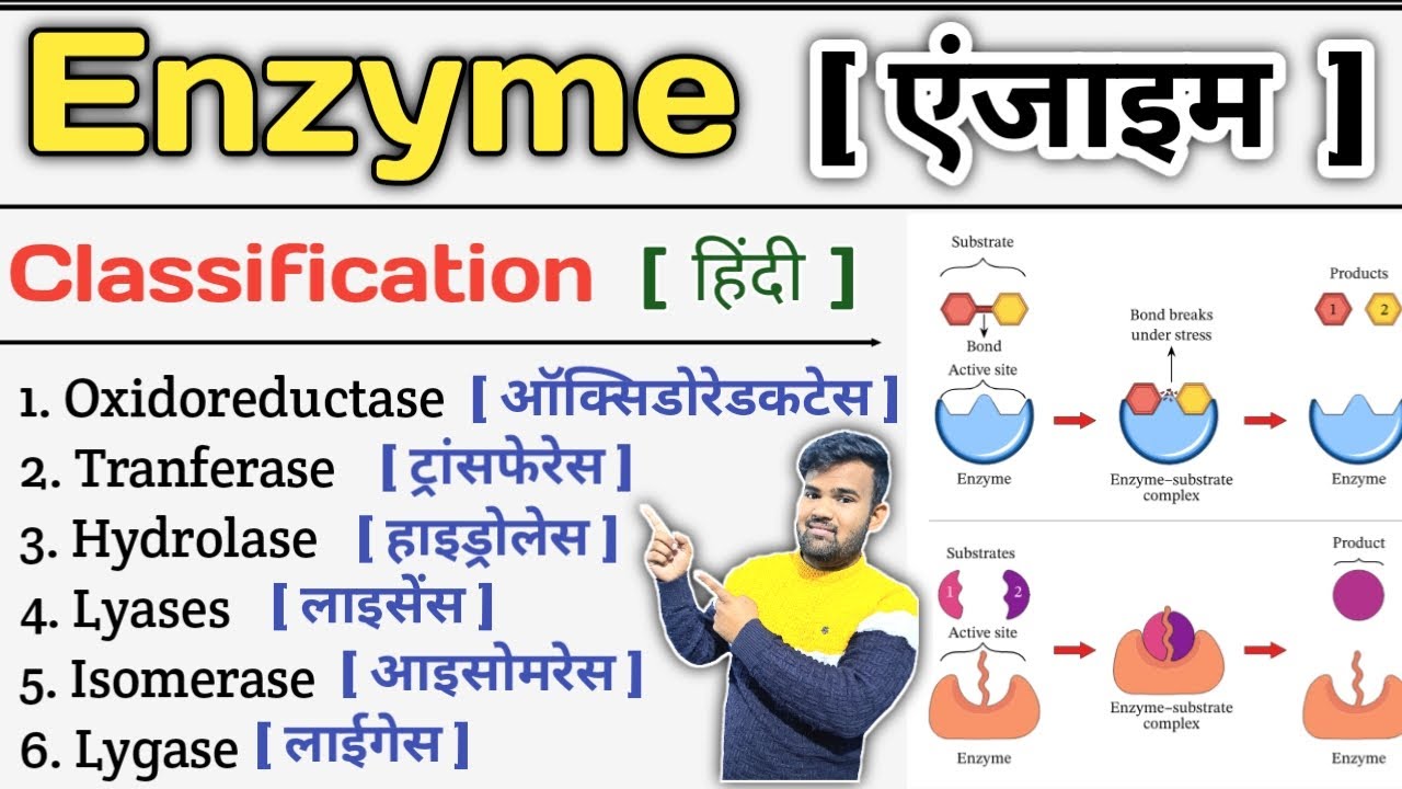 Enzyme in Hindi | Enzymes Biochemistry | Enzyme Classification | Enzymes Inhibition | Enzymes Notes