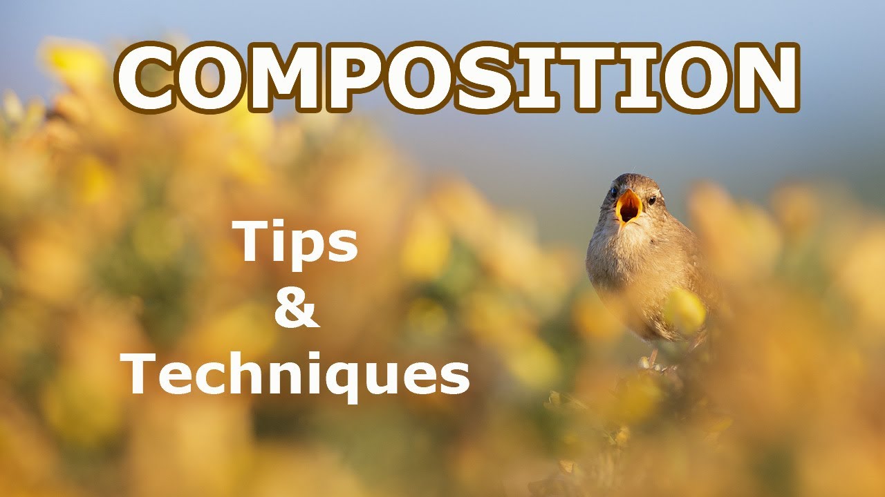How to Compose Wildlife Photographs - Tips and Techniques
