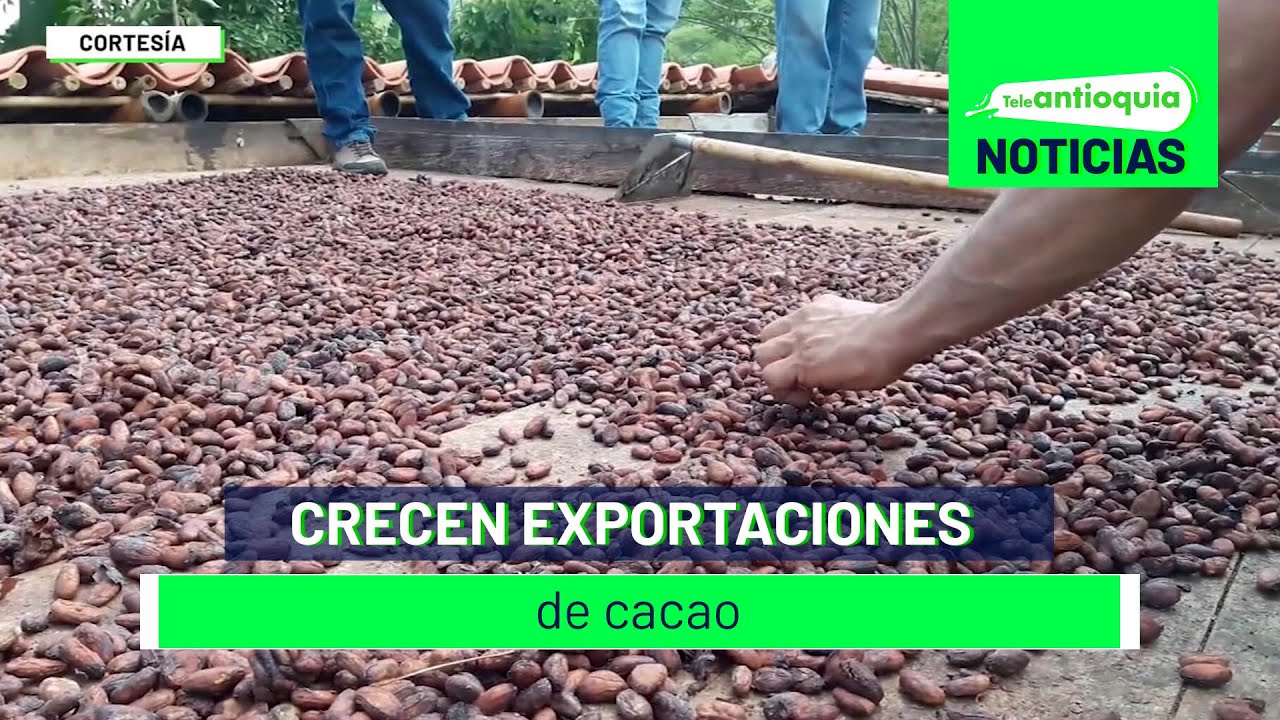 Crecen exportaciones de cacao - Teleantioquia Noticias