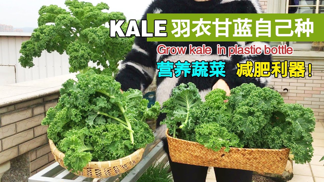 回收空油桶，在家自己种植羽衣甘蓝，方便又实用，可以连续采摘几个月|Recycling plastic bottles to plant Kale