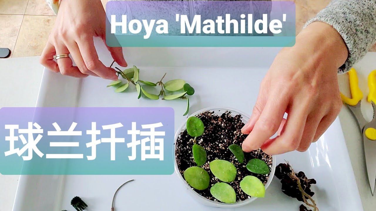 球兰扦插过程 Hoya 'Mathilde'