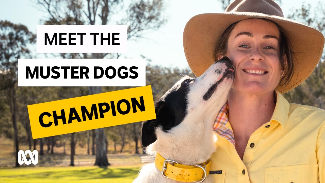 Crowning the latest Muster Dog champion | Muster Dogs
