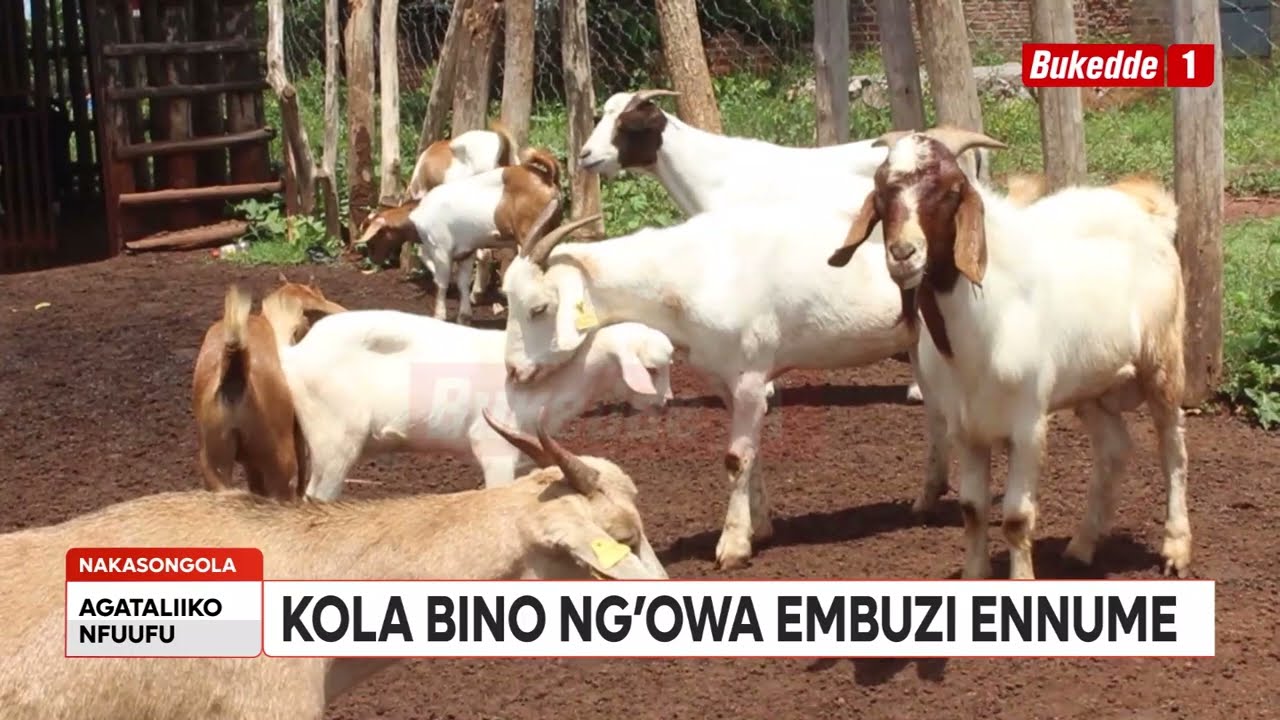 Okulunda Embuzi: Omukugu awabudde omulunzi ku byokola nga ogiwa embuzi ennume (Part 6)