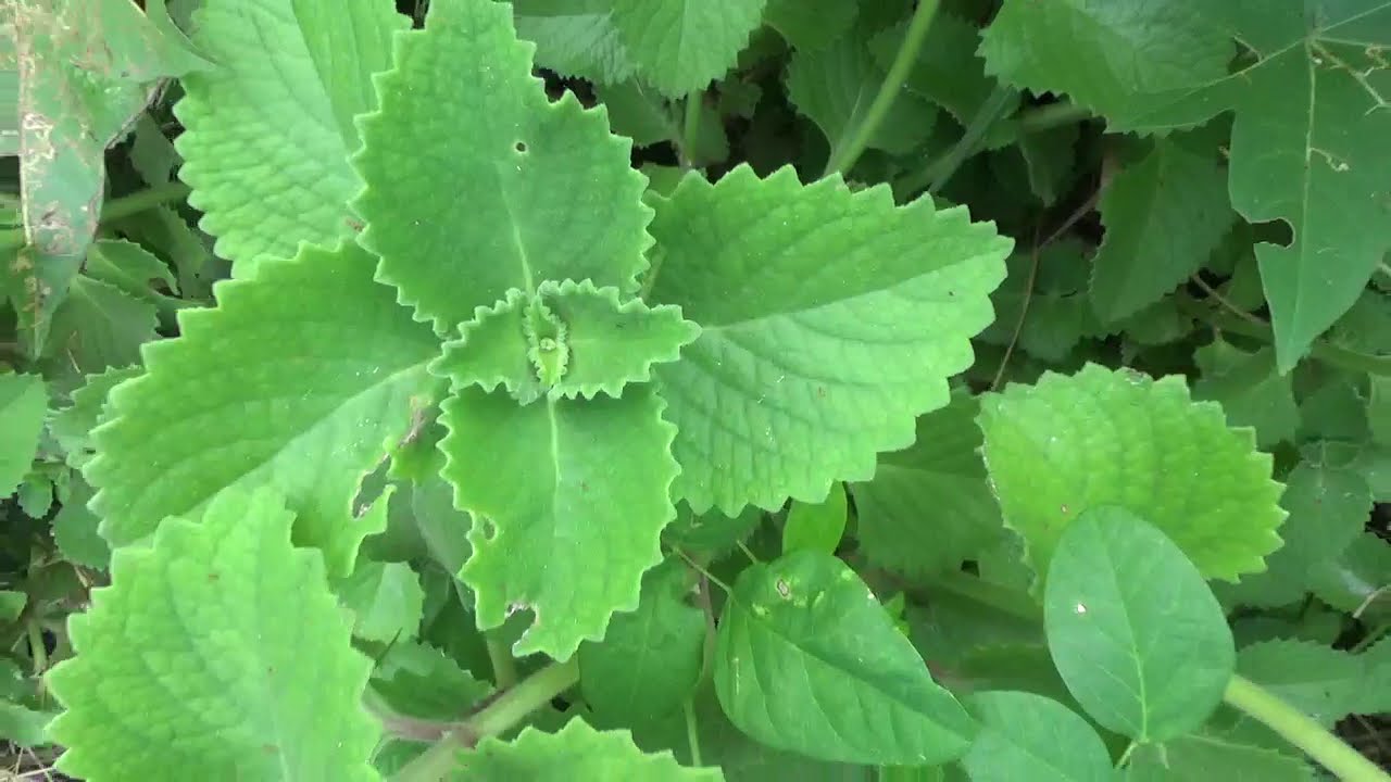 Broad Leaf Thyme Update - Tropical Garden