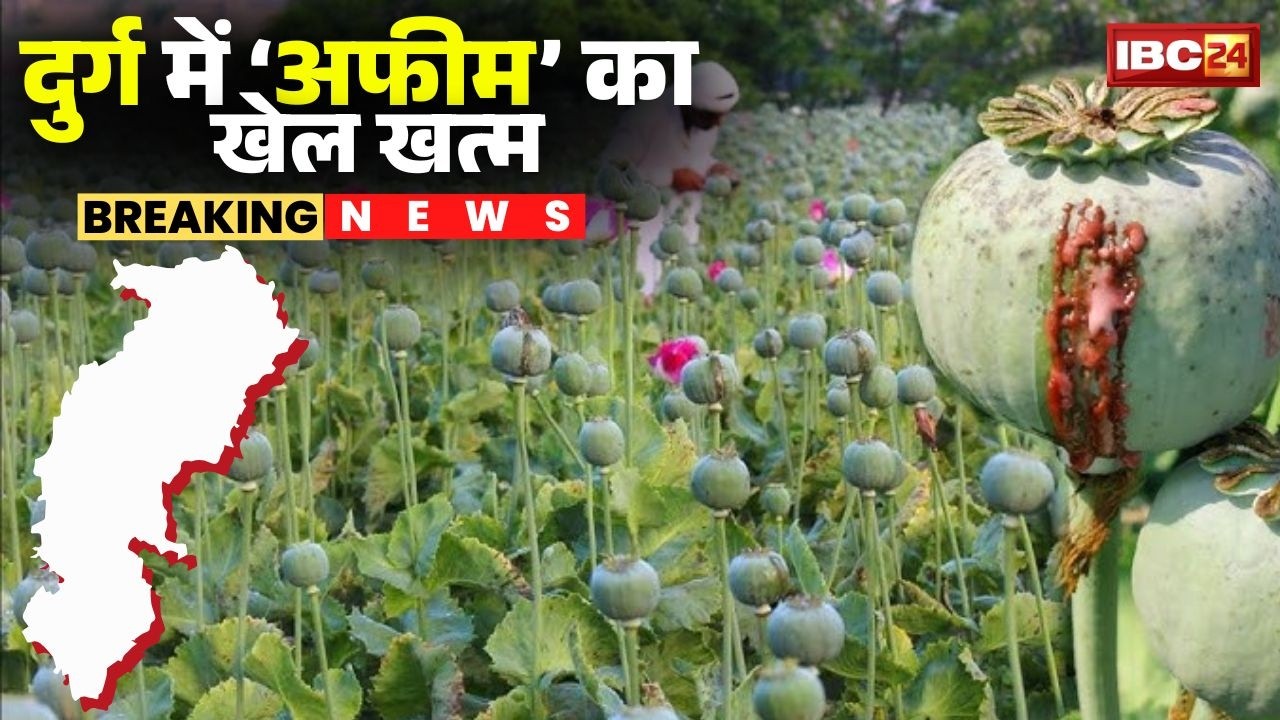 Durg Opium Farming Case: Illegal opium cultivation ends. Over 400 people uproot opium plants.
