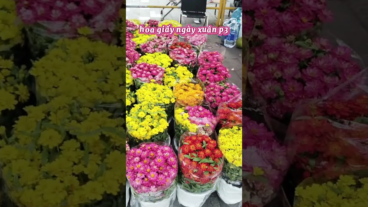 Hoa giấy ngày xuân có gì đặc biệt ? Ý nghĩa phong thủy 