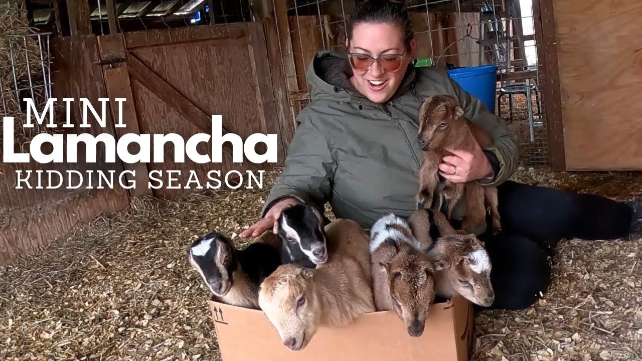 SIX More Kids On The Ground! (Some Blue Cactus Sired!) | Goat Birth VLOG