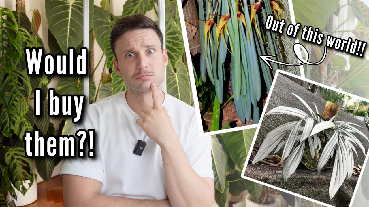 Unknown & Underrated Houseplants