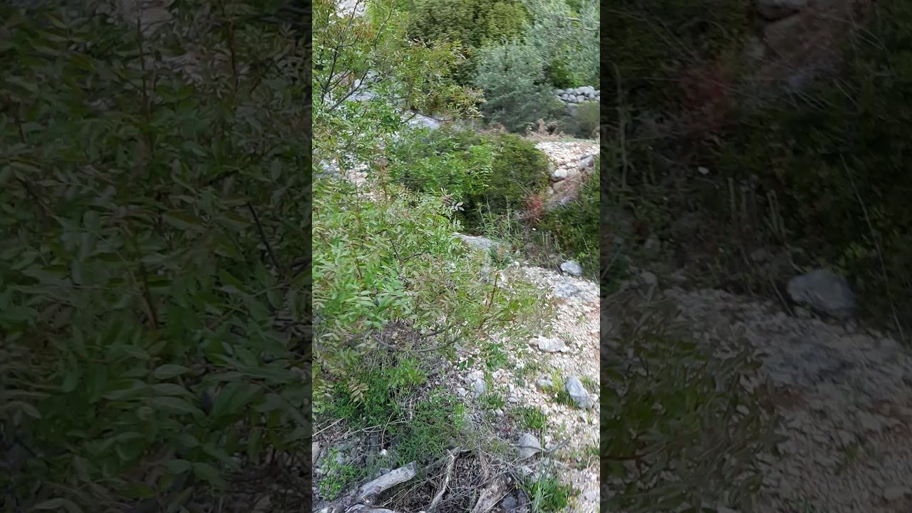 epanjel breton hulk ferma zeca