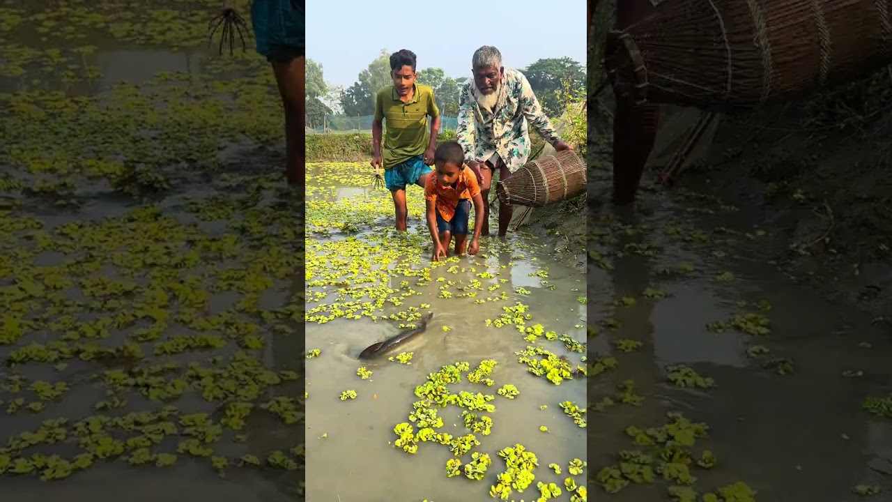 কত বড় মাছ এখানে।