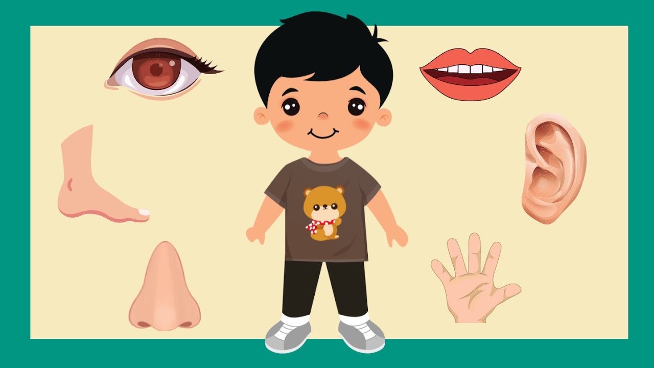 Cái gì đây? Dạy con nhận biết các bộ phận trên cơ thể - Dạy bé thông minh