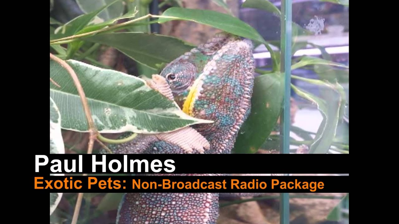 Exotic Pets [March 2012] *AUDIO ONLY*