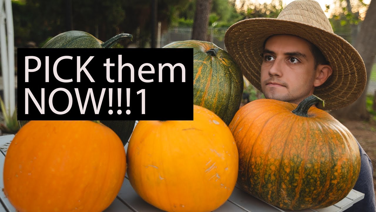 3 Signs Your Pumpkin Is Ripe