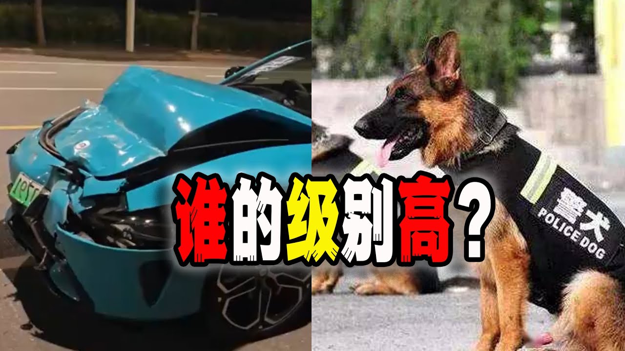 中國民眾熱議被刪帖：警犬和輔警誰的級別高？小米su7汽車口碑驟降，許多車主反應自己“太沖動”（2024-04-11第2048期）｜Reaction Video