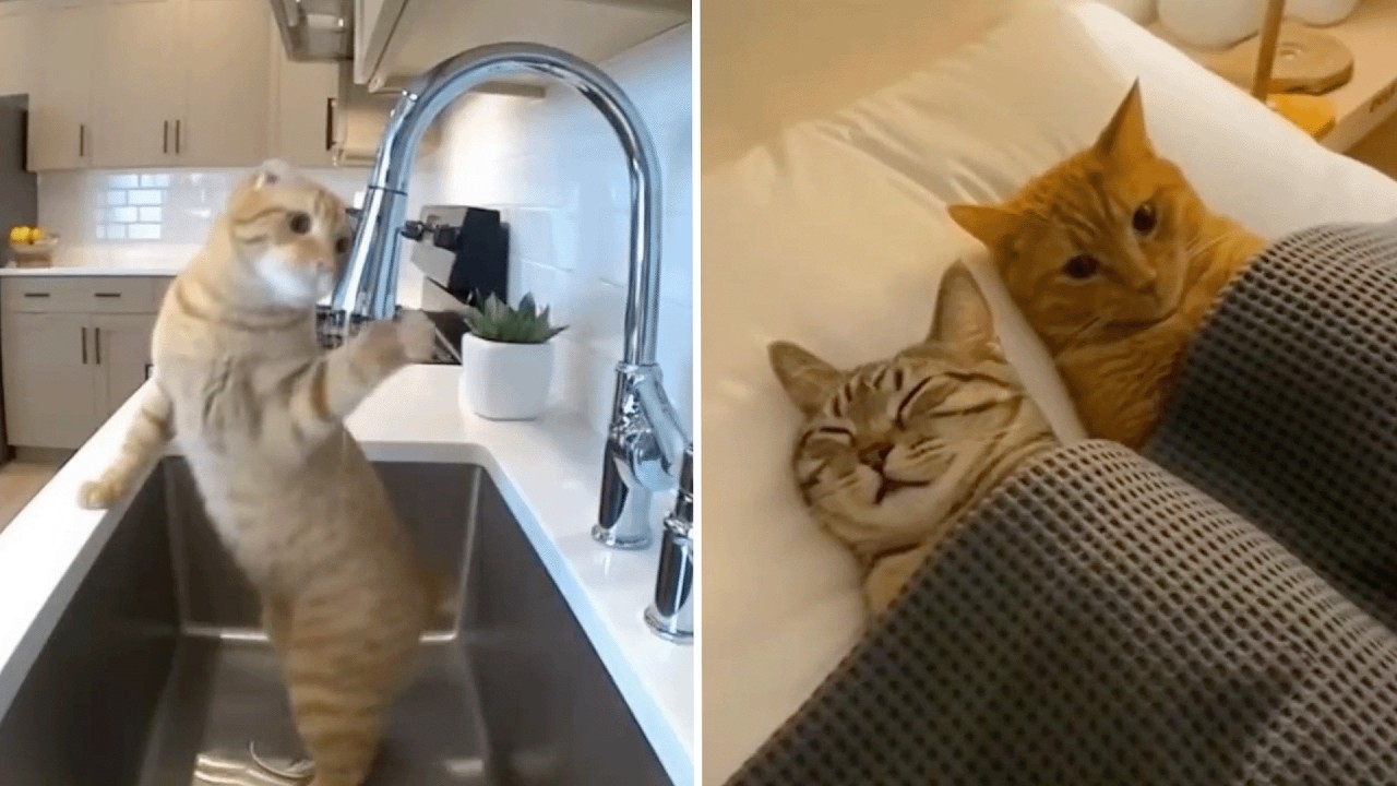 These Sora Kittens Did Something Impossible! 😱 Unbelievable Funny Clips 😱
