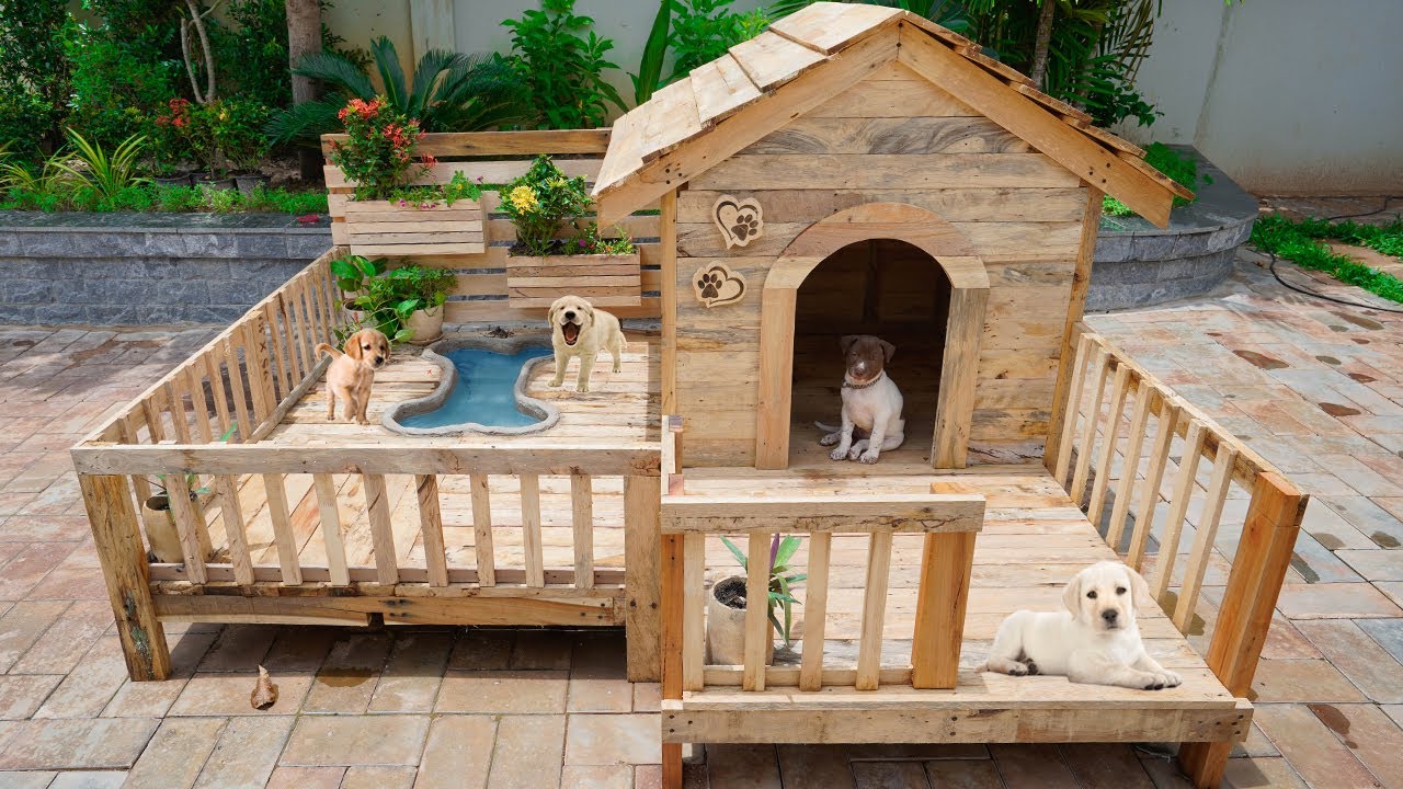 Build Wooden Dog House with Swimming Pool for Homeless Puppies