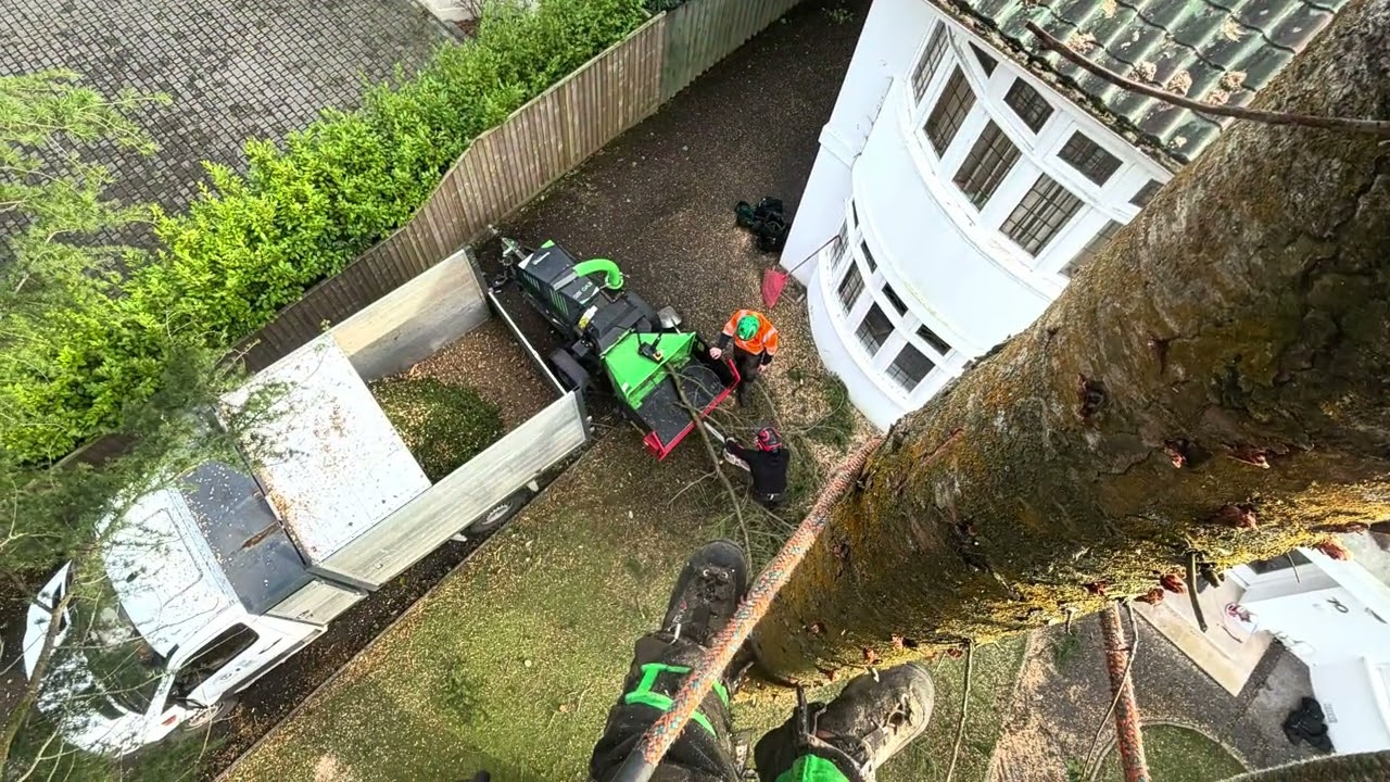 Large Cedar Tree Arial Dismantle. Rigging, Climbing, Arborist, Takedown. UK. NewForest. 