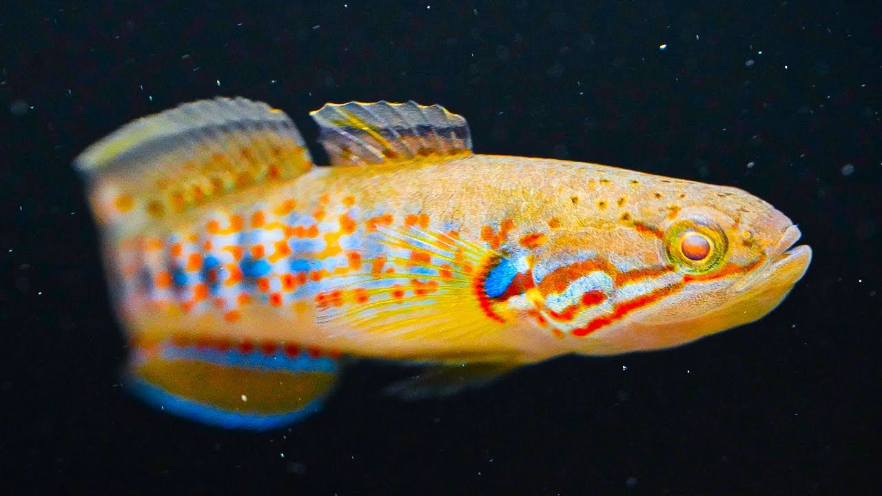 Разведение и выращивание полосатых пескарей (Mogurnda cingulata)