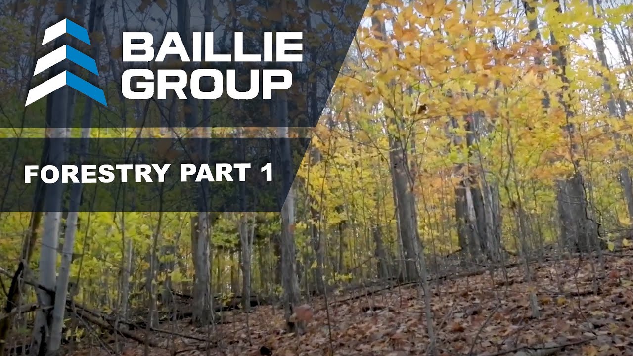 The Most Important Things Foresters Need To Keep In Mind Buying Timber - Baillie University