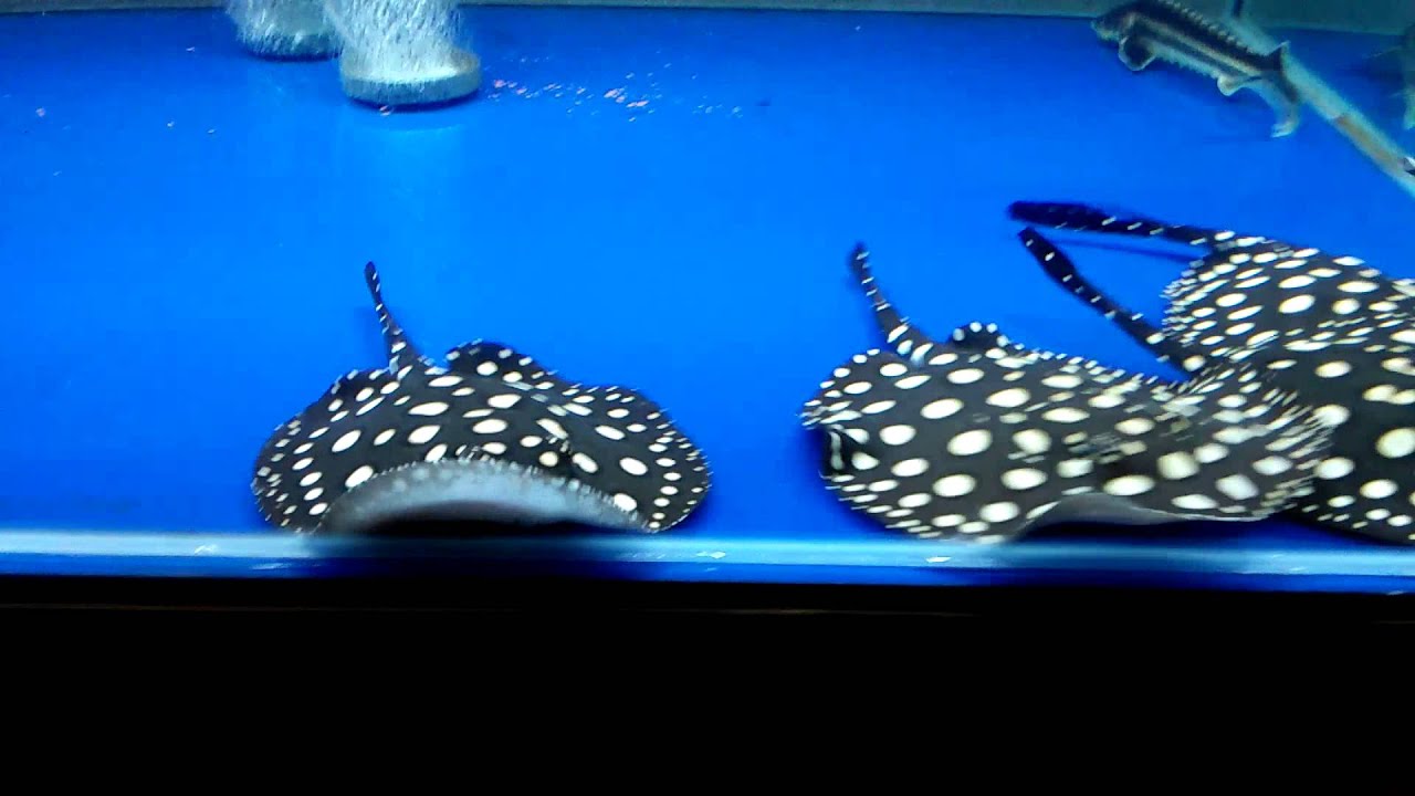 Pure Black Diamond Stingray