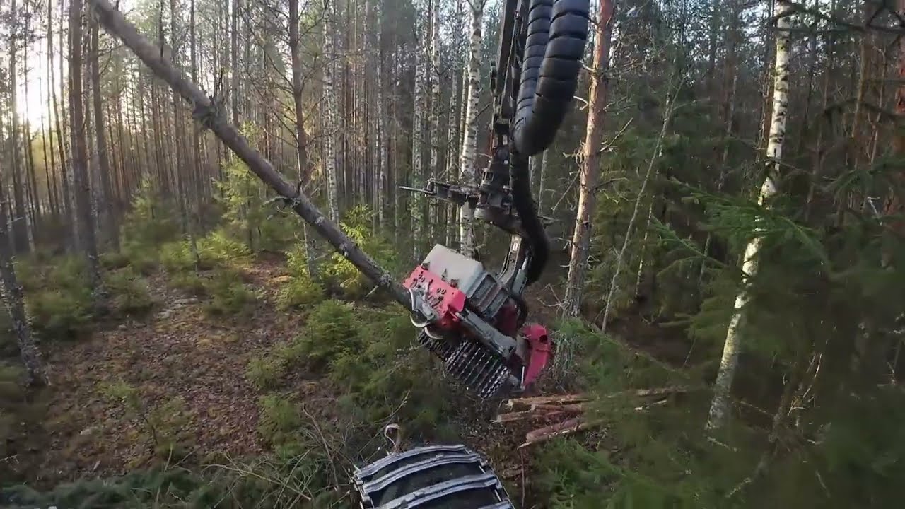 Auringonpilkettä männikössä. Komatsu 931 Logmax 5000D
